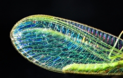 The wing of a common green lacewing (Chrysoperla carnea).