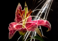 Large sparks rain down on an oriental lily (Lilium sp.) and bounce off of the petals.