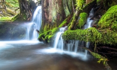 McRae Creek flows through the lush and mossy HJ Andrews Experimental Forest, central Oregon.