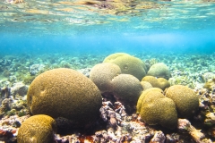 A community of brain coral in the Corn Islands, Nicaragua.