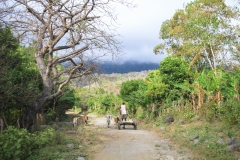 A man guides his cart and donkeys down a dirt road on the island of Ometepe, Nicaragua.